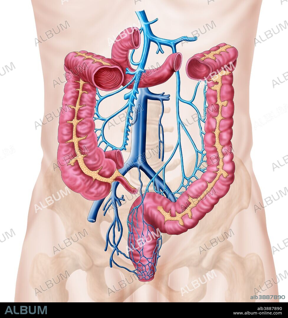 Anatomy of human abdominal vein system.