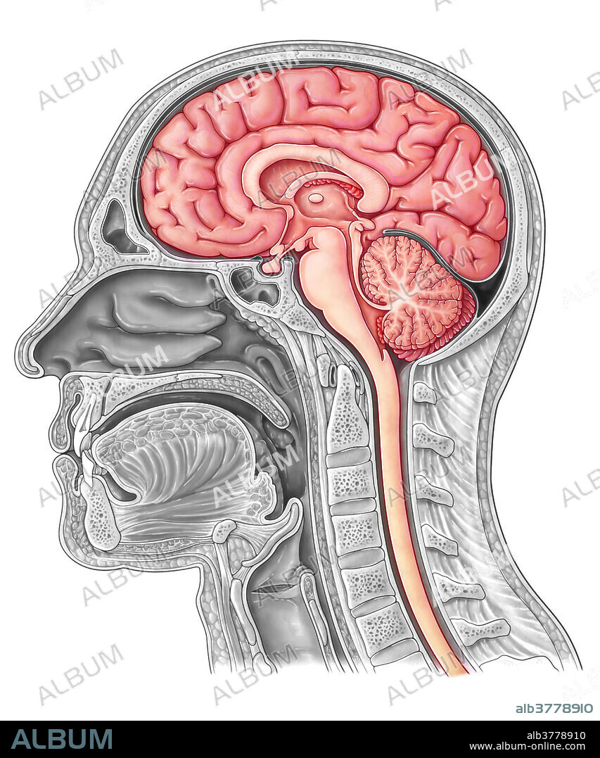 A midsagittal view of the head, highlighting the brain and spinal cord.