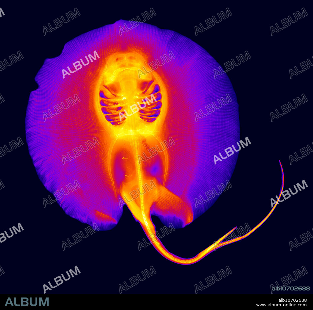 An x-ray of a Hystrix Stingray (Potamotrygon hystrix). This is a freshwater species native to the Amazon River.