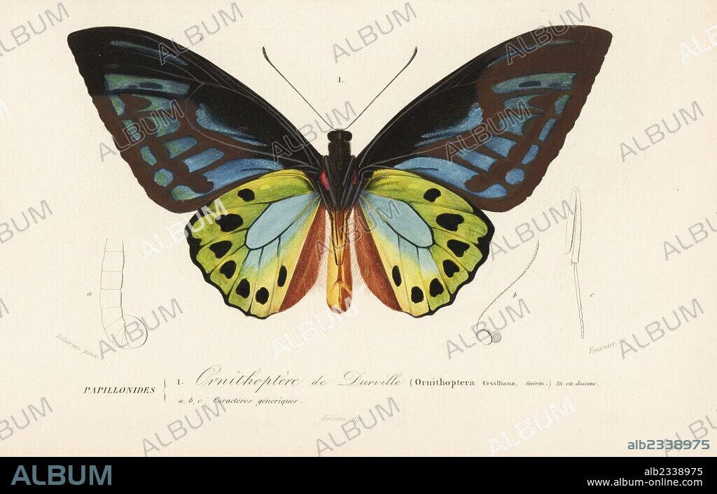 Urville's birdwing butterfly, Ornithoptera priamus urvilliana (Ornithoptera urvilliana). Handcolored engraving by Fournier after an illustration by Delarue from Charles d'Orbigny's "Dictionnaire Universel d'Histoire Naturelle" (Universal Dictionary of Natural History), Paris, 1849.