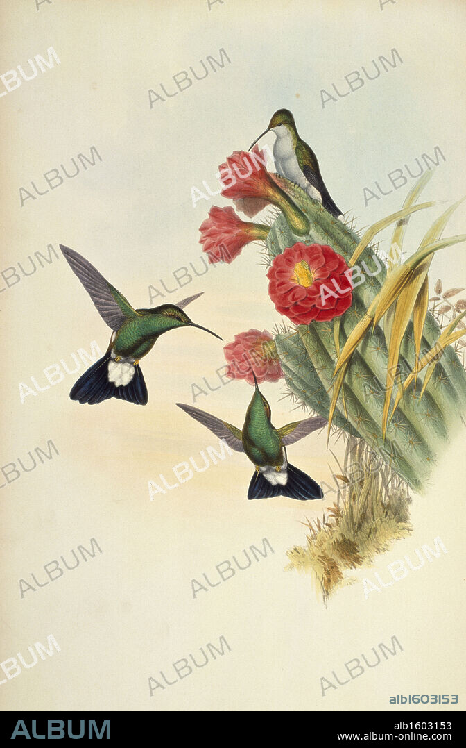 Buffon's Plumeleteer (Hypuroptila Buffon) by John Gould,  (1804-1881),  USA,  Pennsylvania,  Philadelphia,  Academy of Natural Sciences,  1861.