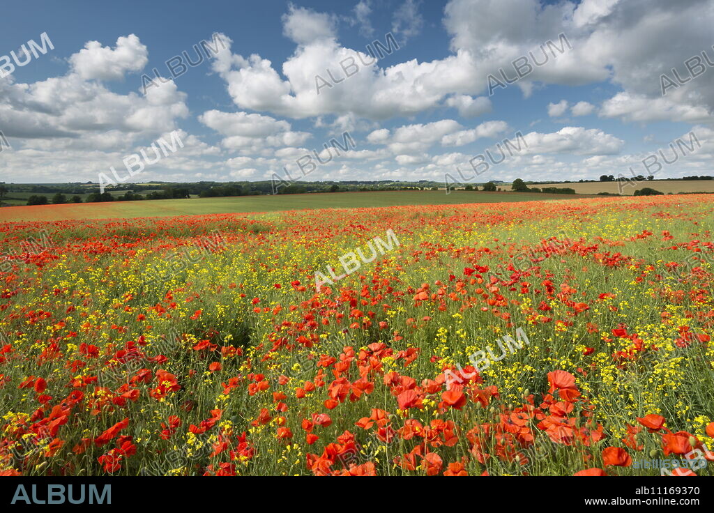 Wild poppies on a beautiful summer's day, Dorset, England, United Kingdom, Europe.