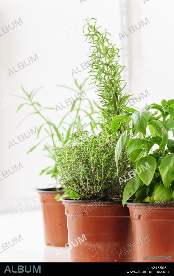 tomillo (Thymus vulgaris) subarbusto de la familia de les labiadas y romero (Rosmarinus officinalis) , planta de la fammilia Lamiaceae, plantas aromaticas,mallorca,islas Baleares,spain.