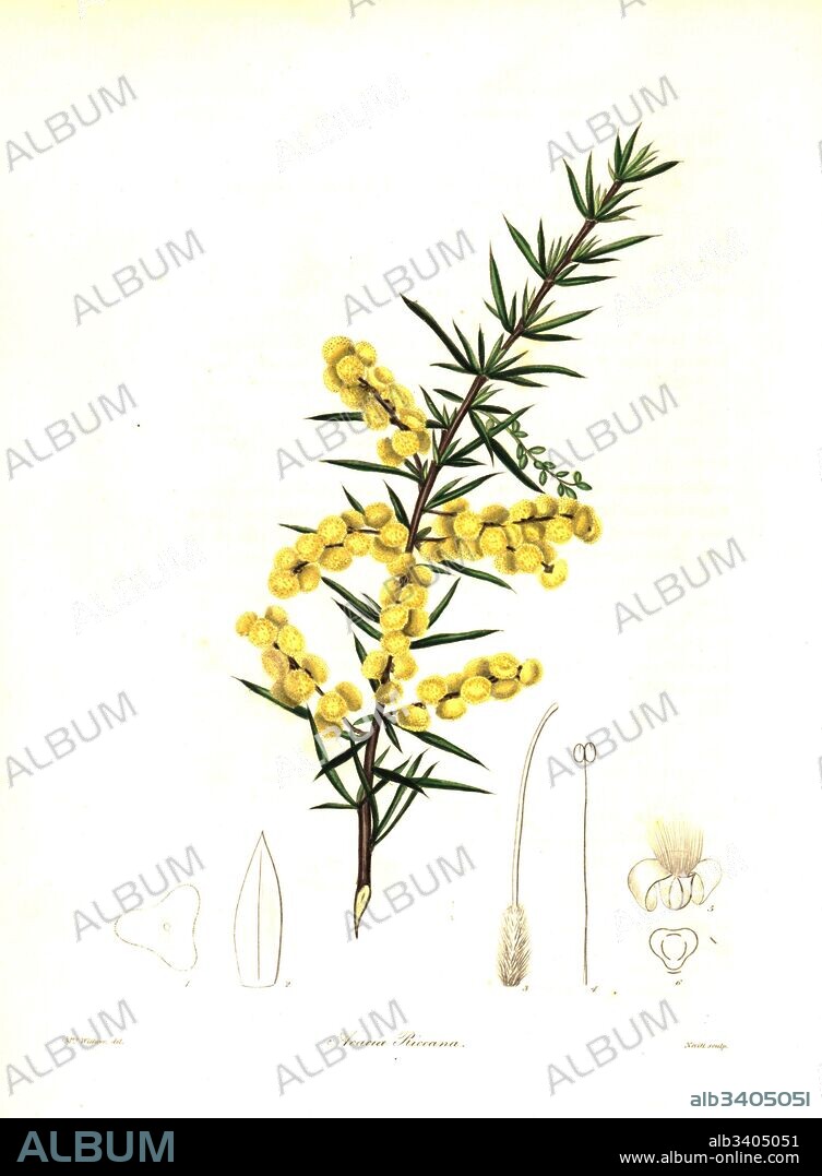 Rice's wattle or Mr. T. Spring Rice's acacia, Acacia riceana. Handcoloured copperplate engraving by S. Nevitt after a botanical illustration by Mrs Augusta Withers from Benjamin Maund and the Rev. John Stevens Henslow's The Botanist, London, 1836.