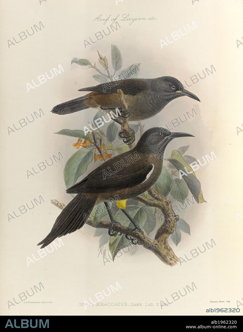 ROTHSCHILD, LIONEL WALTER ROTHSCHILD, BARON, and J. G. KEULEMANS. A colour illustration showing two birds of Hawaii. The Avifauna of Laysan and the neighbouring islands; with a complete history to date of the Birds of the Hawaiian possessions ... Illustrated with coloured and black plates by Messrs. Keulemans and Frohawk, etc. London, 1893. Source: C.180.k.19. Language: English.