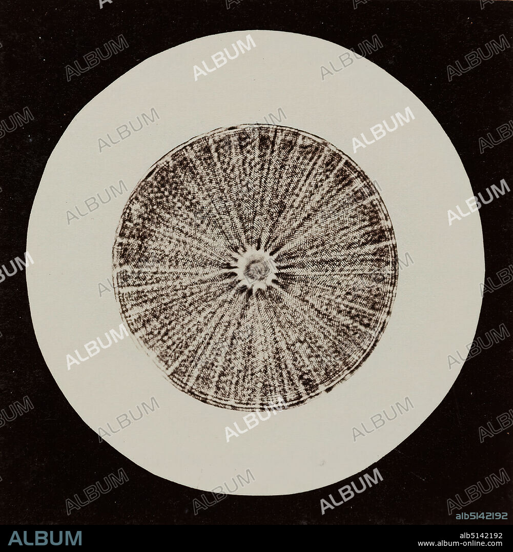 Julius Stinde, ray disc (Actinocyclus), albumin paper, black and white positive process, image size: height: 8.30 cm; width: 8.20 cm, inscribed: recto u. Mitte on the cardboard: type print: STRAHLENSCHEIBE, (ACTINOCYCLUS. ), Biologie, Die Aufnahme was taken for Stinde between 1868 and 1870 in several partial deliveries of the book Blicke durch das Mikroskop (Views through the Microscope), which was produced by the publishing house J. F. Richter.