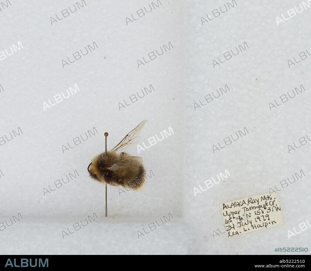 Ray Mountains Upper Torment Creek, Yukon-Koyukuk, Alaska, United States, Bombus sp., Animalia, Arthropoda, Insecta, Hymenoptera, Apidae, Apinae.