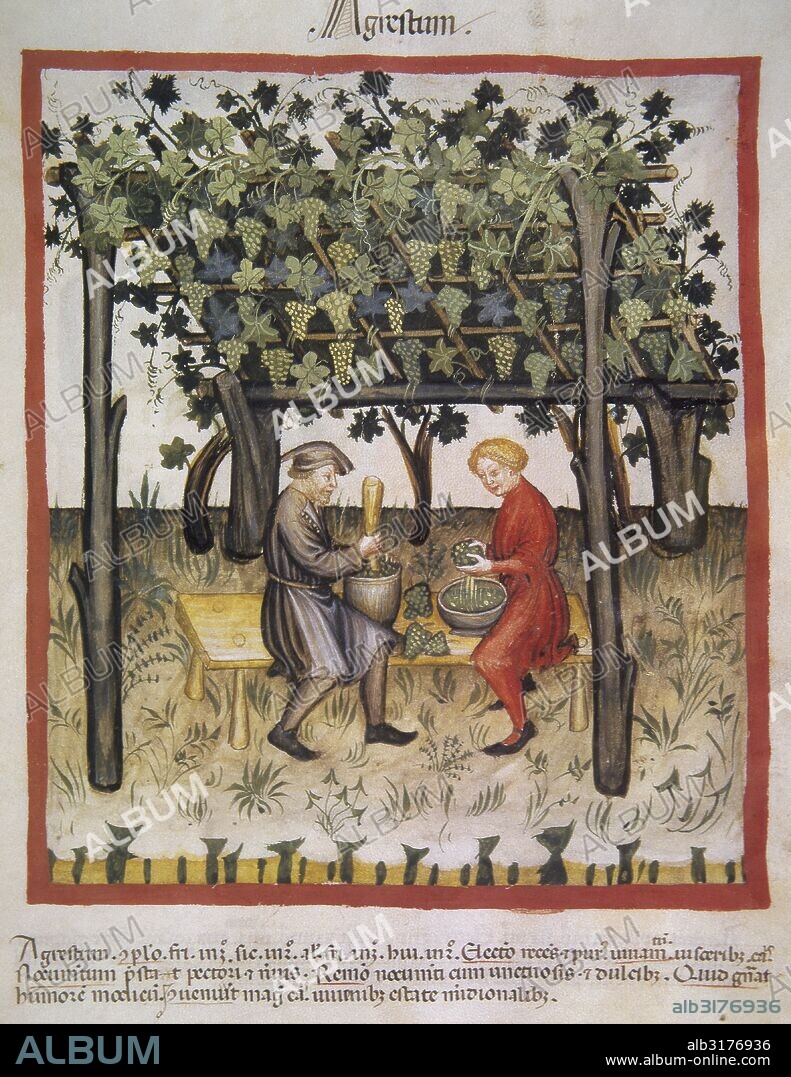 Tacuinum Sanitatis. 14th century. Medieval handbook of health. Vino Acido. Folio 85r.