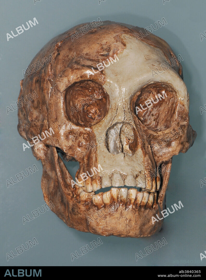 Cast of Homo floresiensis skull. Nicknamed Hobbit, H. floresiensis is a possible species in the genus Homo, remarkable for its small body and brain, that survived until relatively recent times. It was named after the Indonesian island of Flores on which the remains were found. One largely complete subfossil skeleton and a complete jawbone from a second individual (dated at 18,000 years old) was discovered in deposits in Liang Bua Cave on Flores in 2003.