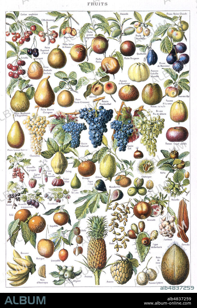 Planche de fruits dans le dictionnaire Nouveau Larousse Illustre, vers 1905. Cerise, prune, guigne, peche, pomme, abricot, poire, raisin, coing, orange, citron, chataigne , nefle, differentes baies, figue , mandarine, noix, noisette, grenade, jambosa, caroube, kaki, sapotille, datte, figue de barbarie, mangue, litchi, grenadille, banane, noix d'ameriq. , goyave, ananas, anone, pomme cythere, noix de coco. Credit Collection Kharbine Tapabor.