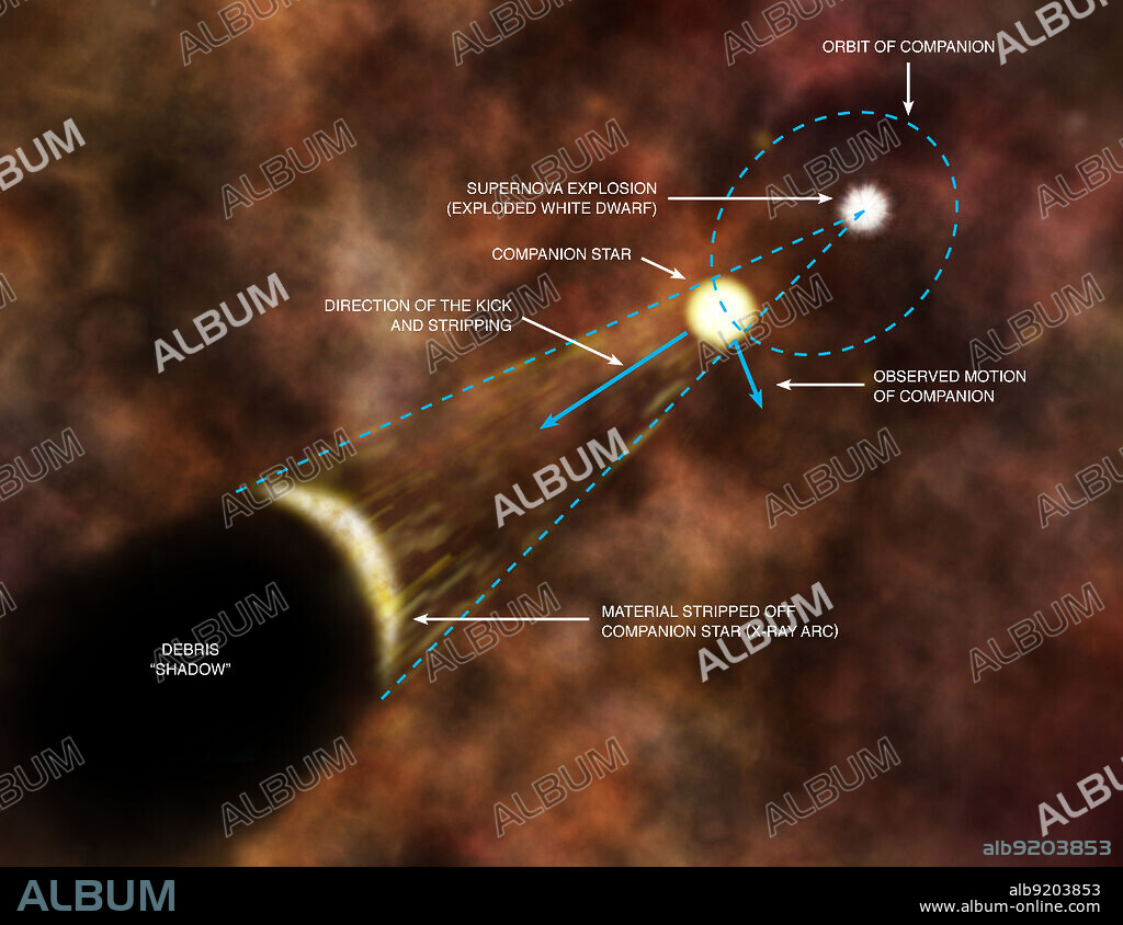 This is an artist's impression showing an explanation from scientists for the origin of an X-ray arc in Tycho's supernova remnant. It is believed that material was stripped off the companion star by the explosion of the white dwarf in the Type Ia supernova explosion, forming the shock wave seen in the arc. The arc has blocked debris from the explosion, creating a "shadow" behind the arc. The force of the explosion imparted a kick to the companion star, and this combined with the orbital velocity of the companion before the explosion to give the observed motion of the companion. Previously, studies with optical telescopes have revealed a star within the remnant that is moving much more quickly than its neighbors, showing that it could be the companion to the supernova. The size of the companion's orbit is not shown to scale here: the separation between it and the white dwarf before the explosion is estimated to have only been about a millionth of a light year, while the full scale of the illustration is over 10 light years.