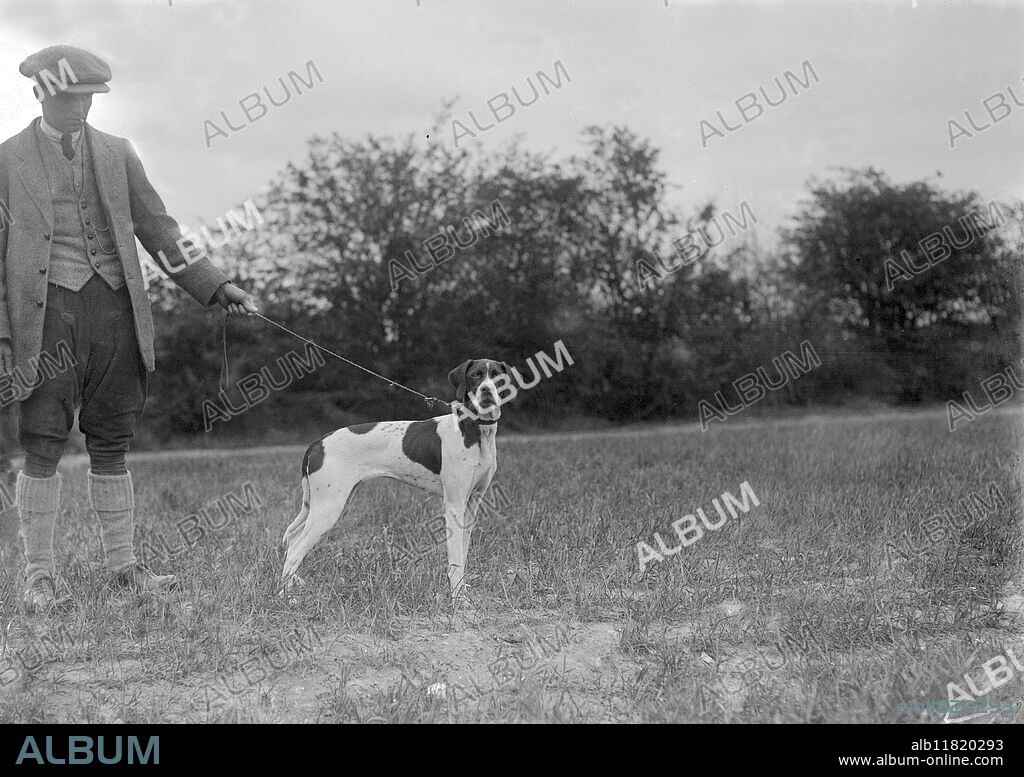 Kennel club's field trials at Orwell Park. Miss E. L. Howson's "Reedness Belle" English Pointer. 17th April 1923.