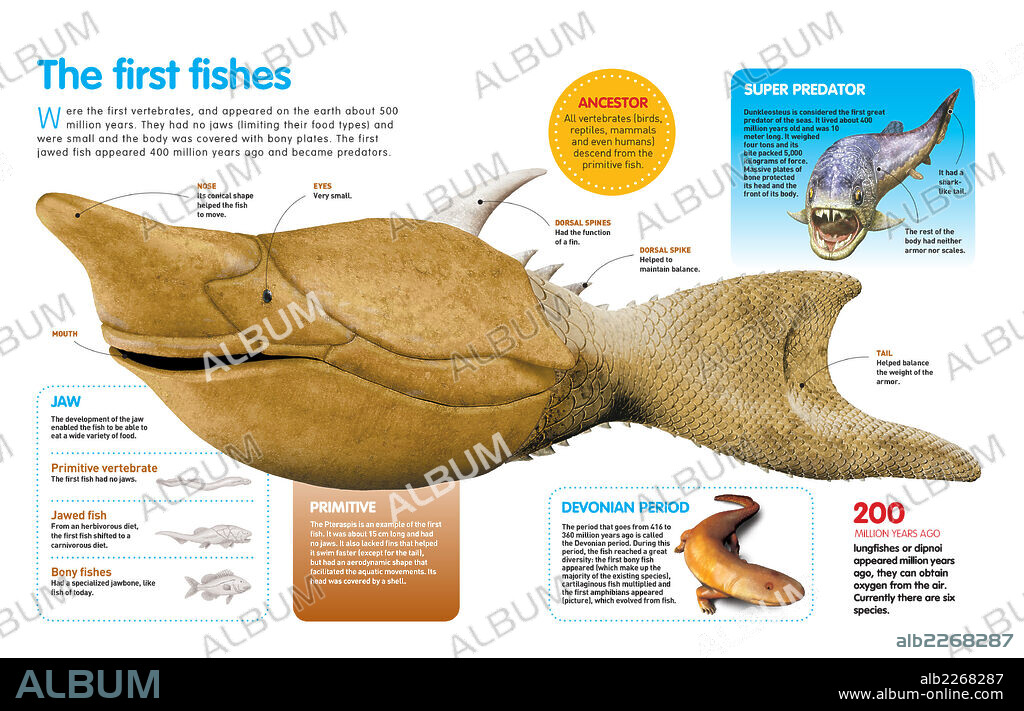 The first fish. Infographic about the first prehistoric fish, whose evolution assumed the appearance of all the rest of the animal species.