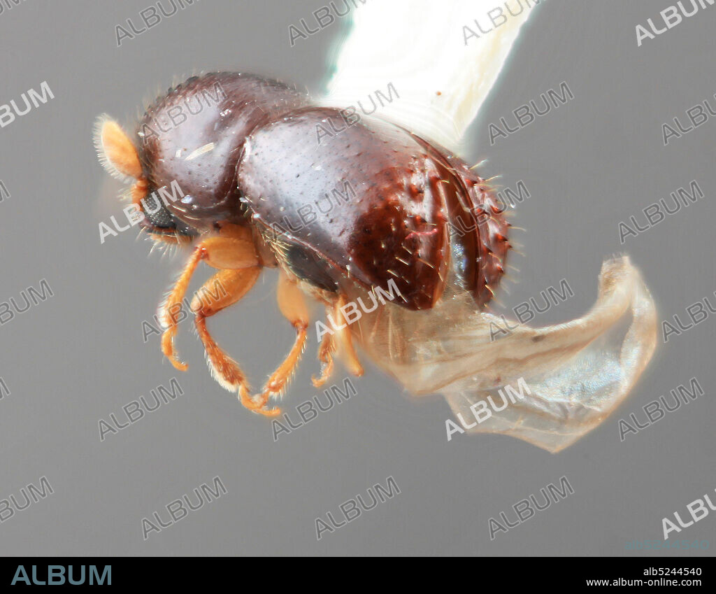 Pinned, Fortin de las Flores - sumidero Planta de la Cerveceria, Ing. Daniel Rabago Res. Elev. 2500-3000ft. H.V. Weems Jr. 27-28 V 1965 Blacklight trap, Veracruz, Mexico, Corthylus spinosus Wood, 1974, Animalia, Arthropoda, Insecta, Coleoptera, Curculionidae, Scolytinae.