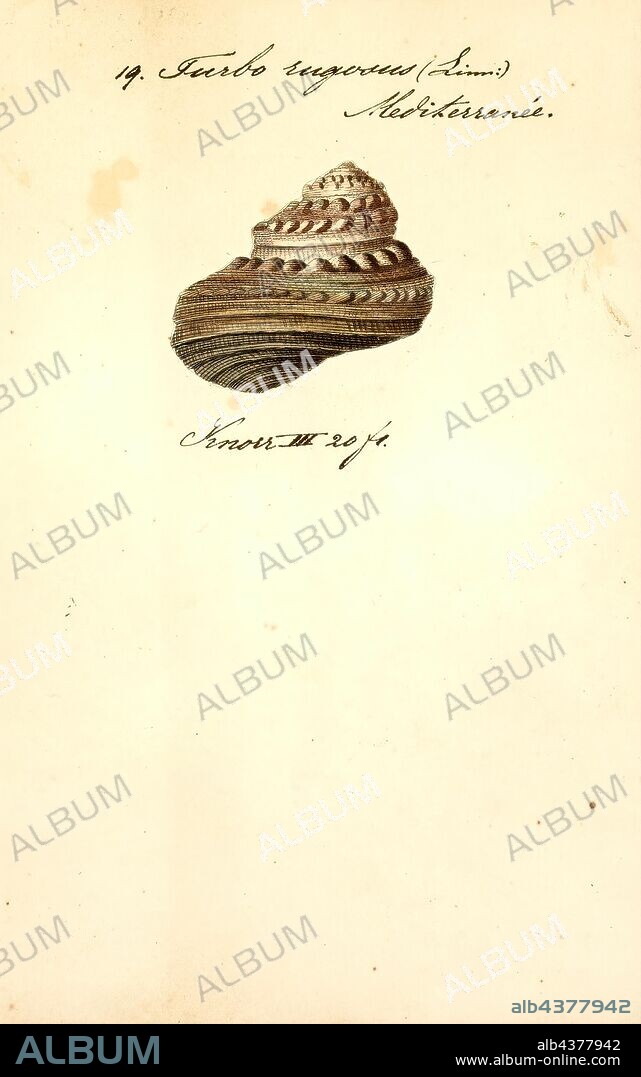 Turbo rugosus, Print, Bolma rugosa is a species of large sea snail with a calcareous operculum, a marine gastropod mollusc in the family Turbinidae, the turban snails.