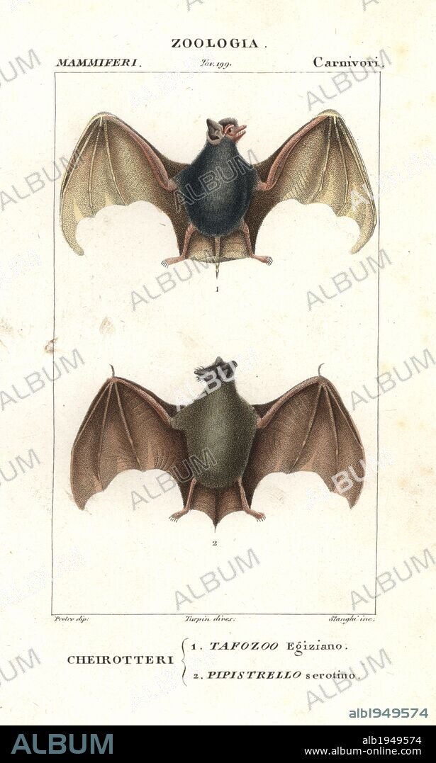 Egyptian tomb bat, Taphozous perforatus, and serotine bat, Eptesicus serotinus. Handcoloured copperplate stipple engraving from Antoine Jussieu's "Dictionary of Natural Science," Florence, Italy, 1837. Illustration by J. G. Pretre, engraved by Stanghi, directed by Pierre Jean-Francois Turpin, and published by Batelli e Figli. Jean Gabriel Pretre (1780~1845) was painter of natural history at Empress Josephine's zoo and later became artist to the Museum of Natural History. Turpin (1775-1840) is considered one of the greatest French botanical illustrators of the 19th century.