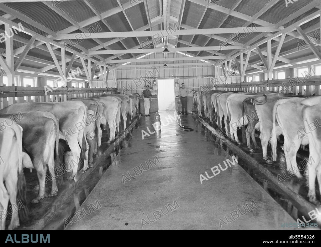 DOROTHEA LANGE. Tulare County, California. Mineral King Cooperative Association, Farm Security Administration (FSA). View of the dairy farm and herd..