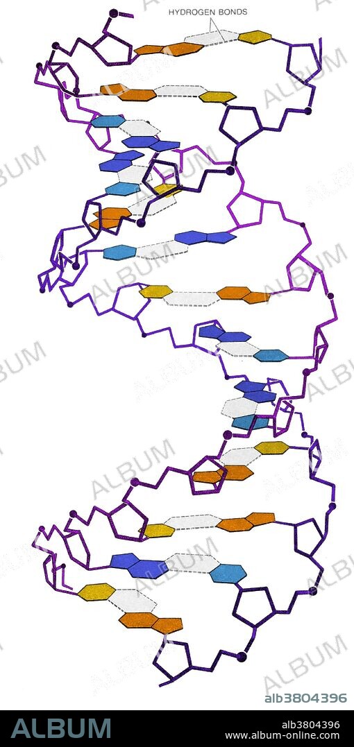 Color enhanced image of the Watson-Crick model of the structure of DNA, the discovery of which was announced in 1953 and led to their winning the Nobel prize.  According to the Watson-Crick model, a DNA molecule consists of two polynucleotide strands coiled around each other in a helical "twisted ladder" structure.