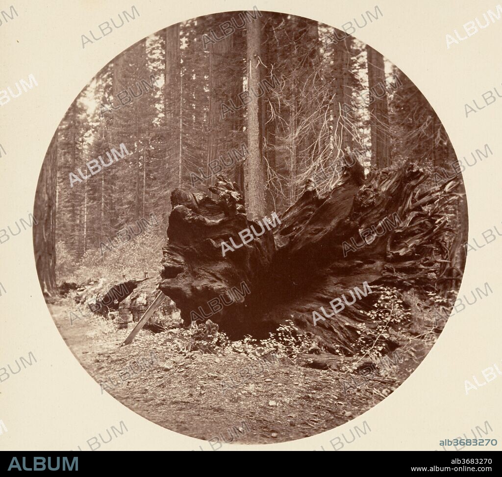 The Father of the Forest 450 ft C. Grove. Artist: Carleton E. Watkins (American, 1829-1916). Dimensions: Image: 12.5 x 12.5 cm (4 15/16 x 4 15/16 in.), circular
Album page: 24 x 25.1 cm (9 7/16 x 9 7/8 in.). Date: ca. 1878.
This exceptionally rare untitled album features seventy-three circular-format views made seventeen years after Watkins first photographed at Mariposa Grove and Yosemite. Half of the photographs are studies of the great sequoia trees in Calaveras Grove, the other half are landscapes of Yosemite. Watkins used a stereo camera with oversize plates then masked the negatives during the printing process.
