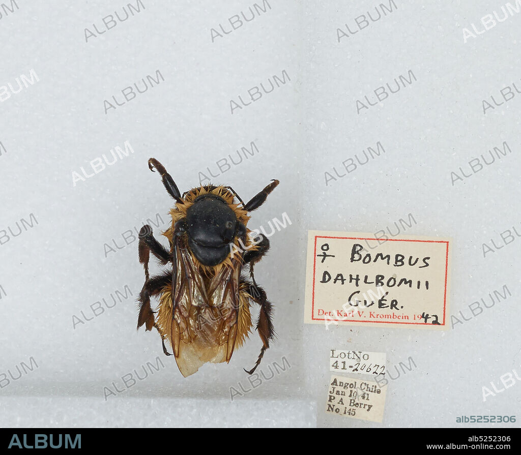 Angol, Malleco, Chile, Bombus (Fervidobombus) dahlbomii Guérin, Animalia, Arthropoda, Insecta, Hymenoptera, Apidae, Apinae.