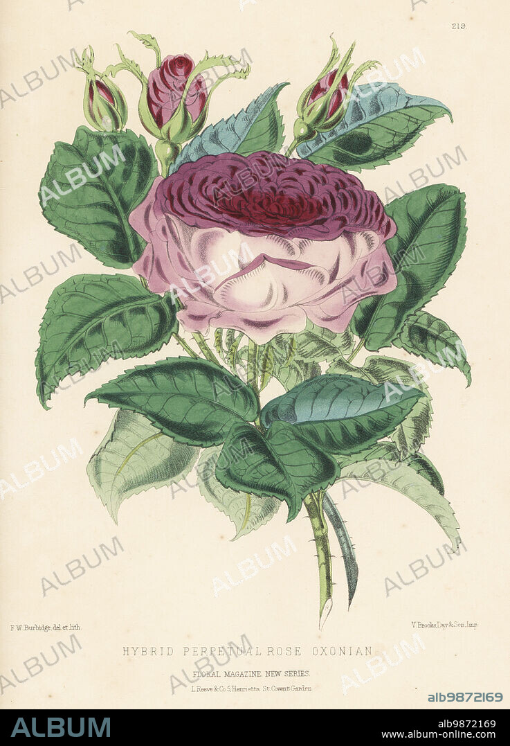 Hybrid perpetual rose, Oxonian. Sold by Charles Turner of Slough. Handcolored botanical illustration drawn and lithographed by Frederick William Burbidge from Henry Honywood Dombrain's Floral Magazine, New Series, Volume 5, L. Reeve, London, 1876. Lithograph printed by Vincent Brooks, Day & Son.