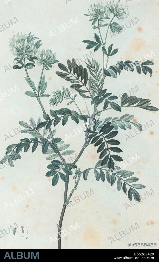 Anthyllis Barba-Jovis = Anthyllide Barbe de Jupiter., still image, Prints, 1801 - 1819, Duhamel du Monceau, M., 1700-1782, Redouté, Pierre Joseph, 1759-1840.
