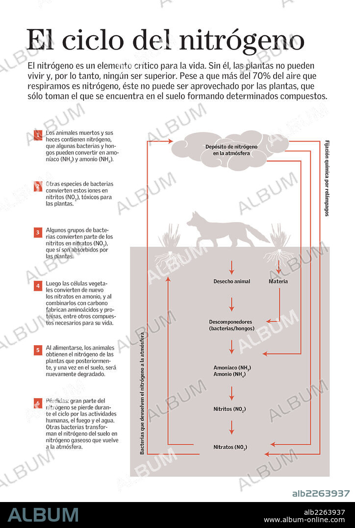 El ciclo del nitrógeno. Infografía sobre el ciclo del nitrógeno, gracias al cual hay vida, desde las plantas hasta los seres superiores.