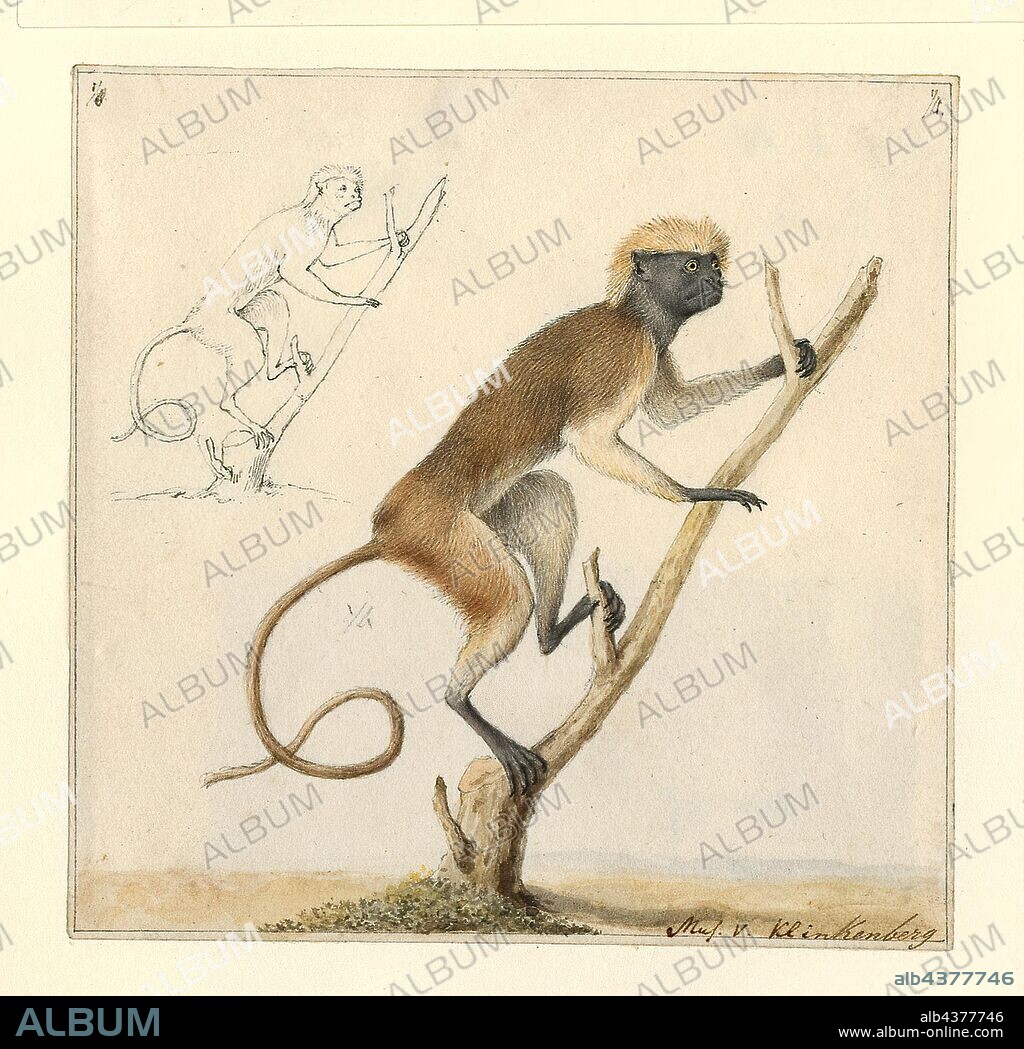 Saguinus oedipus, Print, The cotton-top tamarin (Saguinus oedipus) is a small New World monkey weighing less than 0.5 kg (1.1 lb). This New World Monkey can live up to 24 years old, but most of them die at 13 years old. One of the smallest primates, the cotton-top tamarin is easily recognized by the long, white sagittal crest extending from its forehead to its shoulders. The species is found in tropical forest edges and secondary forests in northwestern Colombia, where it is arboreal and diurnal. Its diet includes insects and plant exudates, and it is an important seed disperser in the tropical ecosystem., 1788-1863.