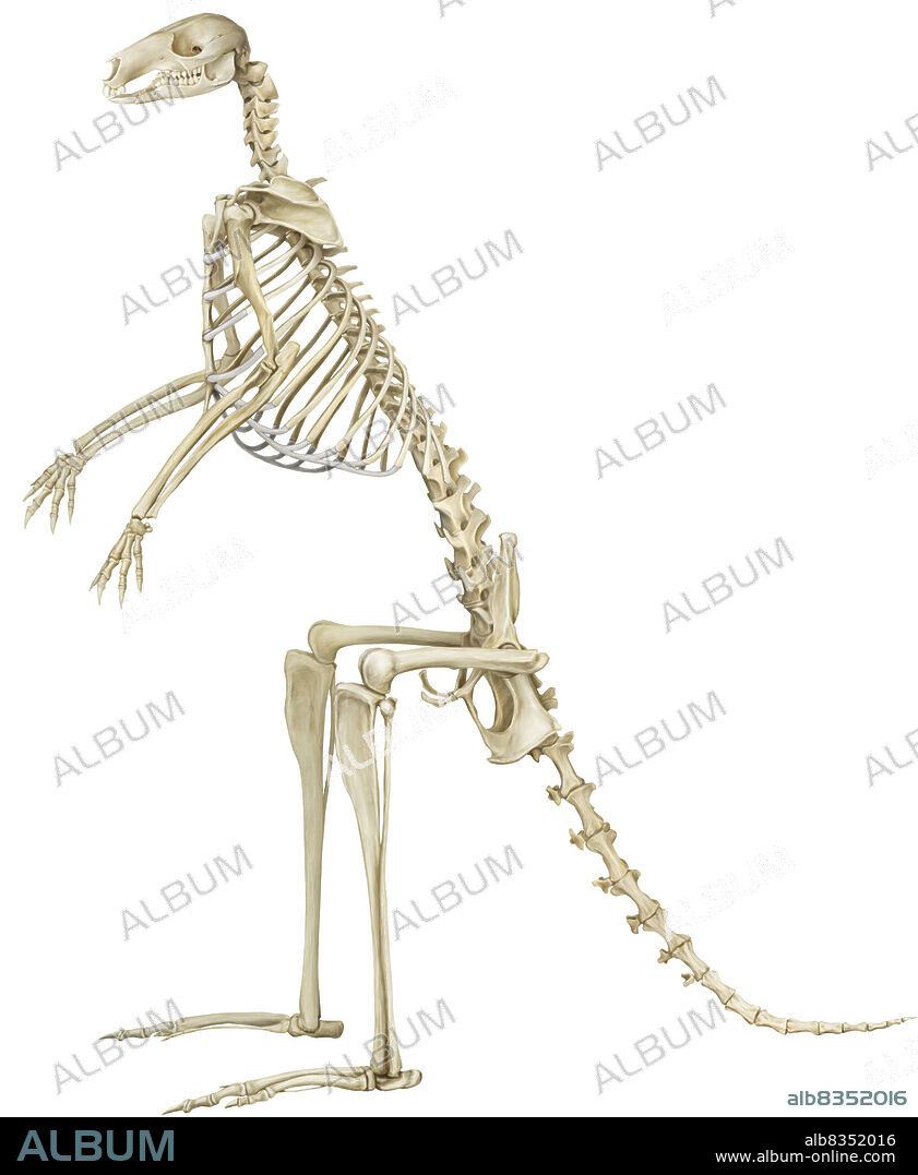 This image shows the skeleton of a kangaroo.