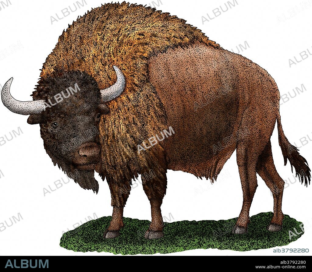 Bison antiquus or Ancient bison.
