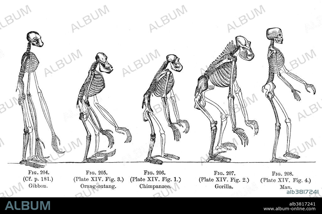 The Evolution of Man, 1879. A popular exposition of the principal points of human ontogeny and phylogeny by Ernst Haeckel. The naturalist Ernst Haeckel (1834- 1919) was a German biologist, naturalist, philosopher, physician, professor and artist who discovered, described and named thousands of new species, mapped a genealogical tree relating all life forms, and coined many terms in biology, including anthropogeny, ecology, phylum, phylogeny, and the kingdom Protista. Haeckel promoted and popularized Charles Darwin's work in Germany, though he and Darwin did not always agree. Haeckel's racist views, though not exceptional for the time, were incorporated into his scientific work. Haeckel wrongly believed that the gibbon, like the other primates shown here, was a close relative of humans, because it is the only ape which always moves upright on two legs.
