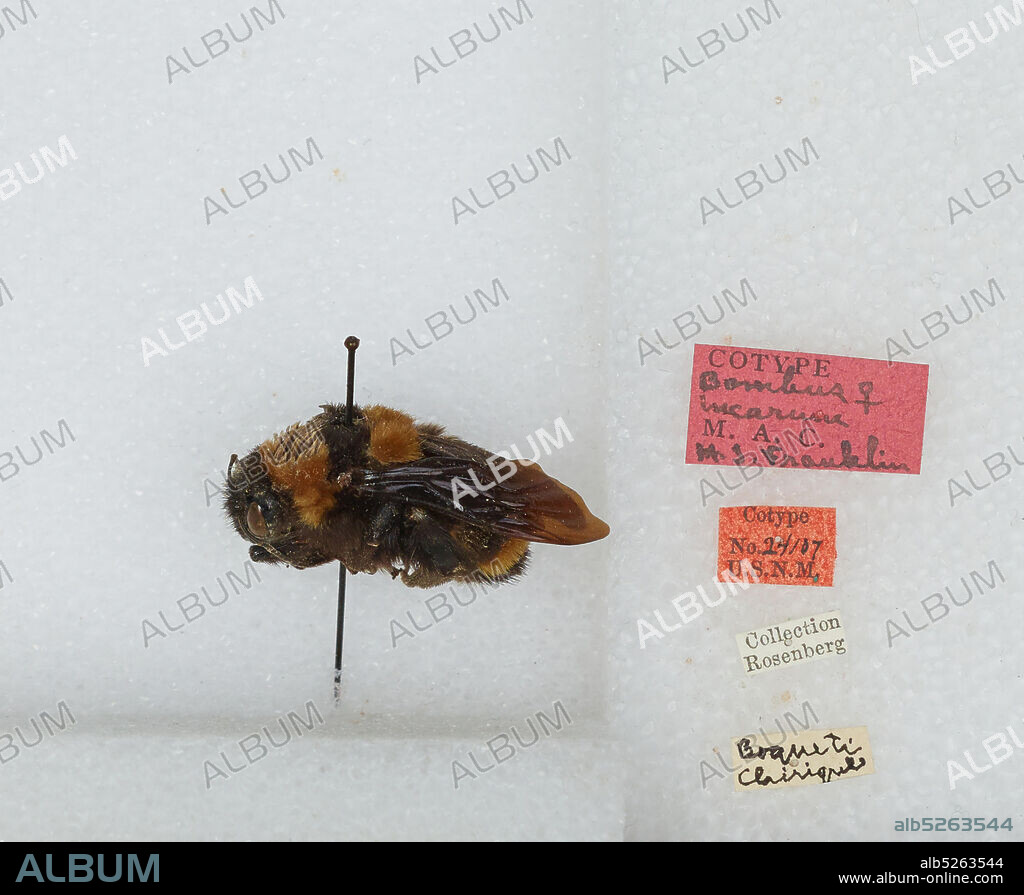Boquete, Chirique, Panama, Bombus (Fervidobombus) transversalis (Olivier), Animalia, Arthropoda, Insecta, Hymenoptera, Apidae, Apinae.