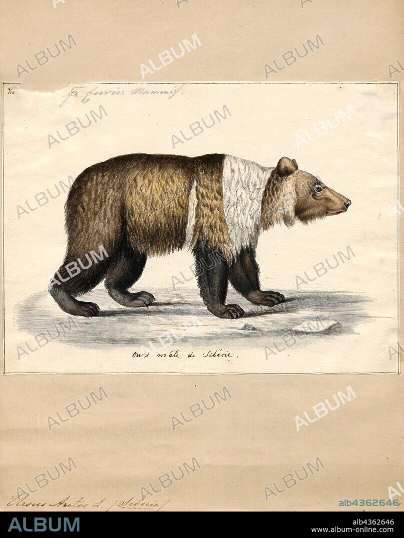 Ursus arctos, Print, The brown bear (Ursus arctos) is a bear that is found across much of northern Eurasia and North America. In North America, the populations of brown bears are often called grizzly bears. It is one of the largest living terrestrial members of the order Carnivora, rivaled in size only by its closest relative, the polar bear (Ursus maritimus), which is much less variable in size and slightly larger on average., 1700-1880.