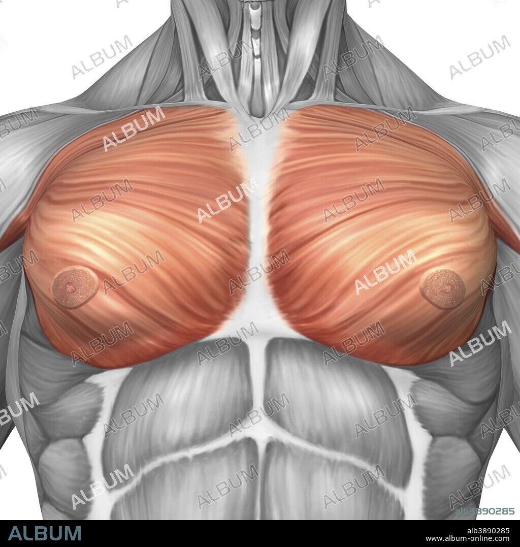 Anatomy of male pectoral muscles.