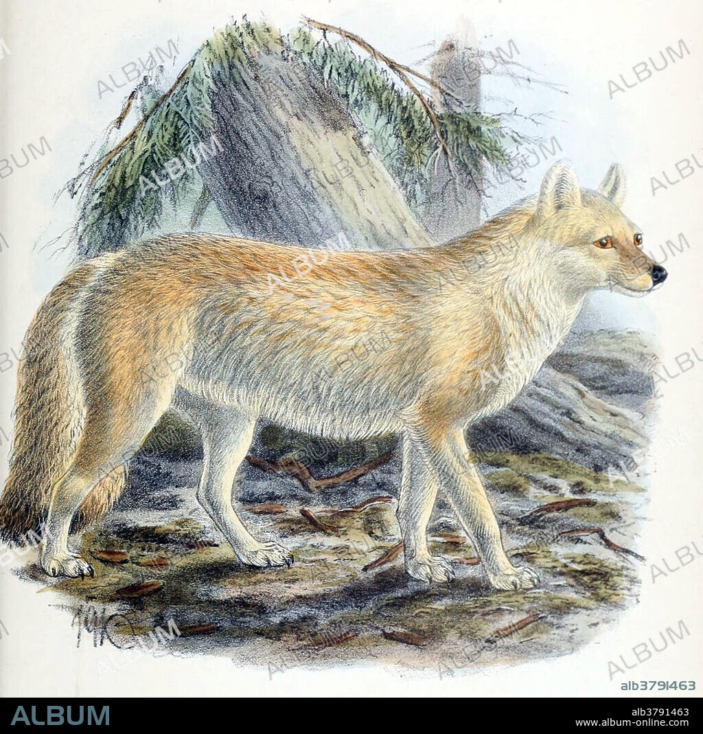 The Tien Shan dhole (Cuon alpinus hesperius), also known as the Siberian wild dog or Western Asiatic dhole, is a possible subspecies of dhole native to the Altai and Tien Shan mountain ranges, and possibly Pamir and Kashmir. The dhole has been variously described as combining the physical characteristics of the grey wolf and red fox, and as being cat-like on account of its long backbone and slender limbs. The general tone of the fur is reddish, with the brightest hues occurring in winter. Dholes are more social than grey wolves, and have less of a dominance hierarchy, as seasonal scarcity of food is not a serious concern for them. Dholes are primarily diurnal hunters, hunting in the early hours of the morning. They rarely hunt nocturnally, except on moonlit nights, indicating they greatly rely on sight when hunting. Dholes are listed as Endangered by the IUCN, as populations are decreasing and estimated at less than 2,500 adults. Factors.