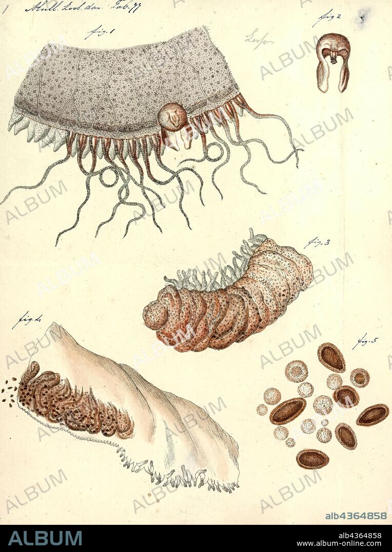 Aurelia aurita, Print, Aurelia aurita (also called the common jellyfish, moon jellyfish, moon jelly or saucer jelly) is a widely studied species of the genus Aurelia. All species in the genus are closely related, and it is difficult to identify Aurelia medusae without genetic sampling; most of what follows applies equally to all species of the genus. The most common method used to identify the species consists of selecting a jellyfish from a harbour using a device, usually a drinking glass and then photographing the subject. This means that they can be released in to the harbour shortly afterwards and return to their natural habitat.