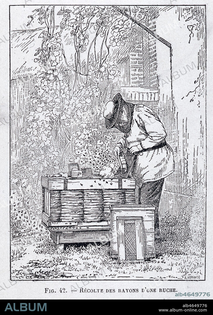 'Recolte des rayons d'une ruche'. Illustration par HERINCQ pour 'Le rucher' illustre par G. de LAYENS, debut 20eme. Credit : Collection KHARBINE-TAPABOR.