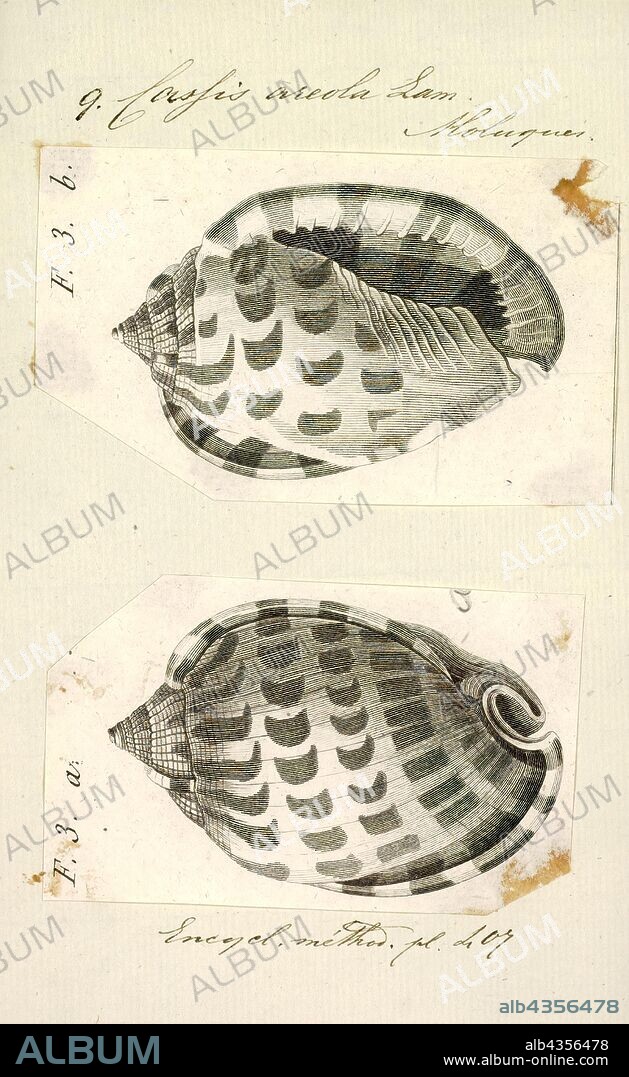 Cassis areola, Print, Phalium areola, common name the checkerboard bonnet, is a species of sea snail, a marine gastropod mollusc in the subfamily Cassinae, within the family Cassidae the helmet and bonnet shells. It is also known as the checkerboard bonnet shell.