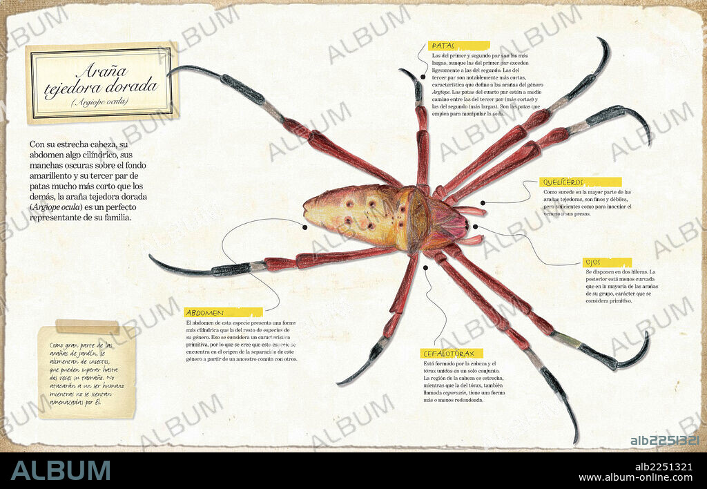 Araña tejedora dorada. Infografía de la anatomía de la araña tejedora dorada (Argiope ocula).