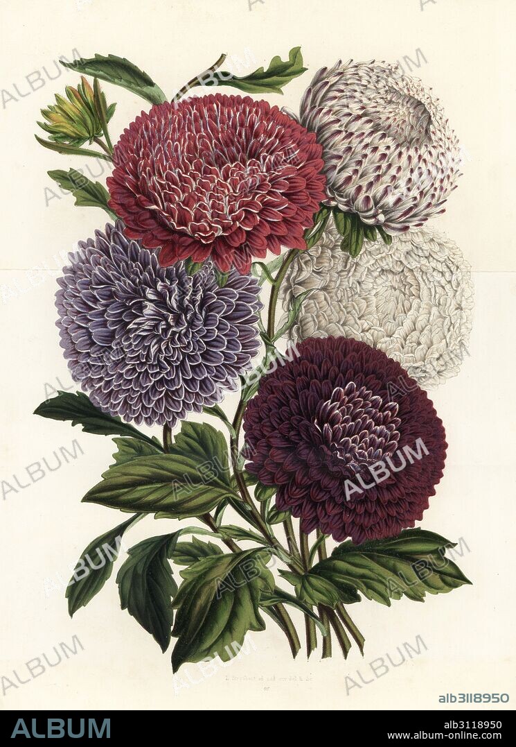 Pyramid-shaped hybrid China asters, Callistephus chinensis. Handcoloured lithograph from Louis van Houtte and Charles Lemaire's Flowers of the Gardens and Hothouses of Europe, Flore des Serres et des Jardins de l'Europe, Ghent, Belgium, 1851.