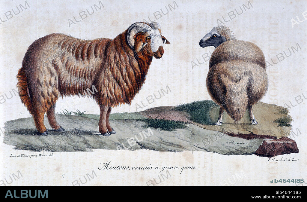 Planche zoologique : Moutons, variés à grosse queue . Gravure de WERNER in Histoire naturelle des mammifères, par Etienne Geoffroy SAINT-HILAIRE et Frédéric CUVIER en 1824. Collection Mx/Kharbine-Tapabor.