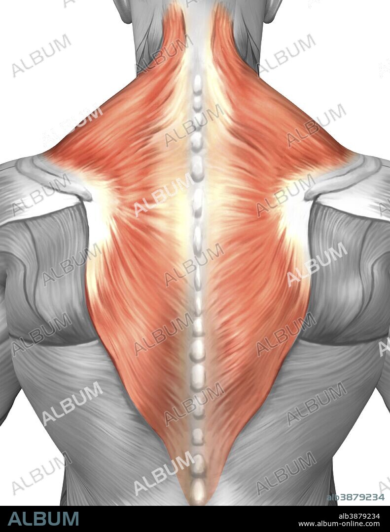 Muscles of the back and neck (splenius capitis muscle, trapezius muscle).