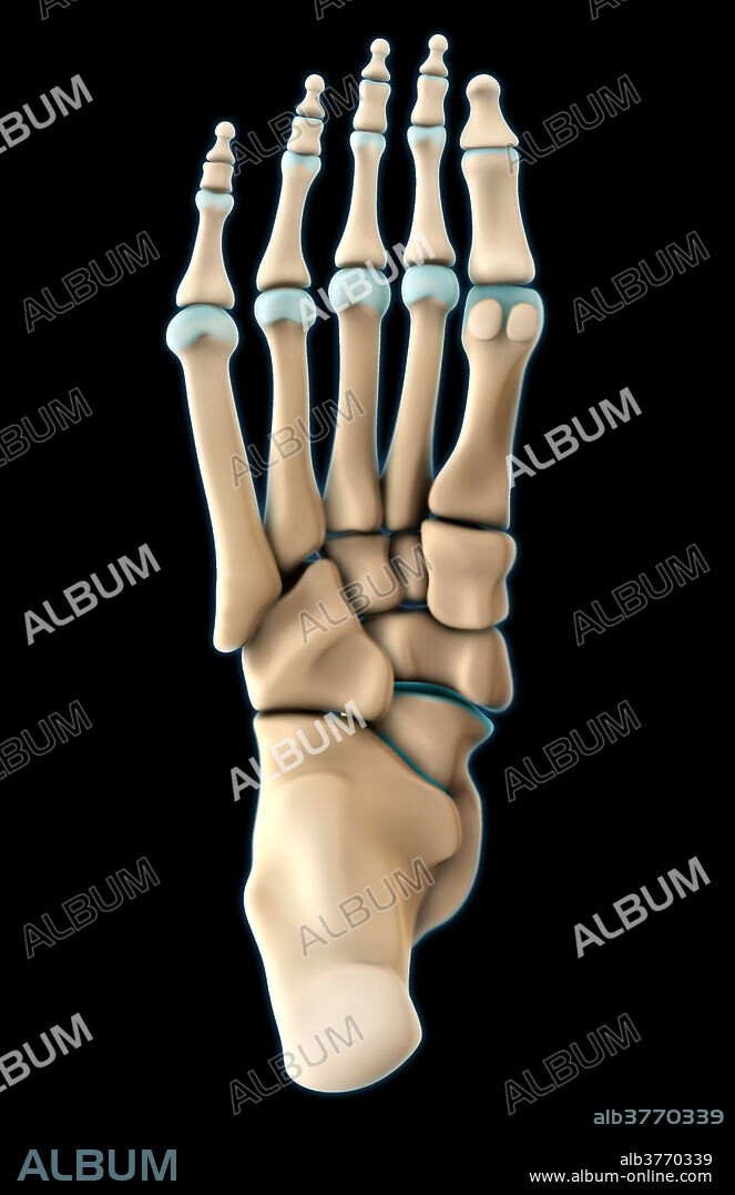 A 3D illustration of the bones of the right foot, depicted from a plantar (inferior) view.