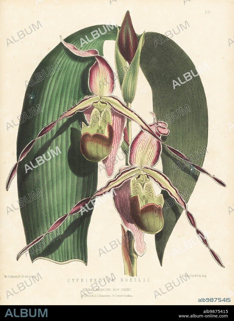 Phragmipedium longifolium var. longifolium, orchid native to Costa Rica and Ecuador. Discovered by Benedikt Roezl on the banks of the river Dagua, Columbia. Raised by Messrs. Veitch and Son nursery, Chelsea. As Cypripedium roezlii. Handcolored botanical illustration drawn and lithographed by Worthington George Smith from Henry Honywood Dombrain's Floral Magazine, New Series, Volume 3, L. Reeve, London, 1874. Lithograph printed by Vincent Brooks, Day & Son.