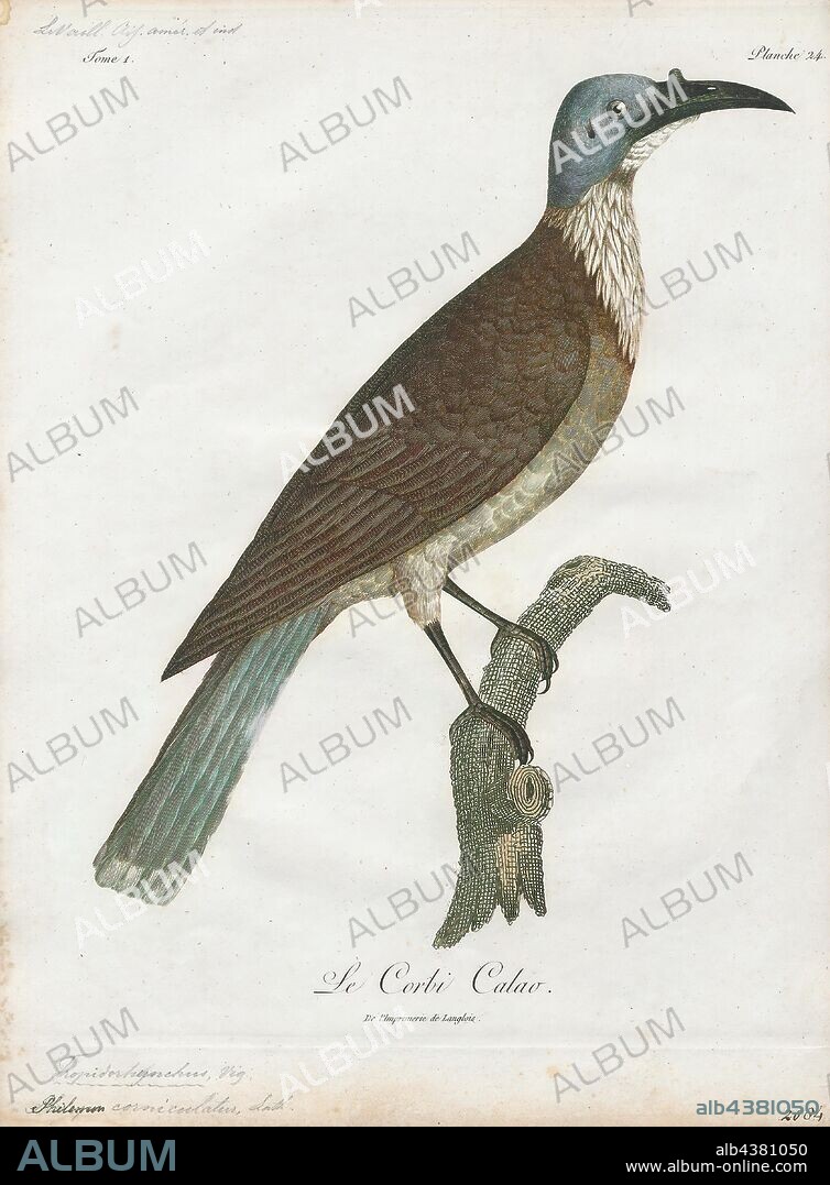 Philemon corniculatus, Print, The noisy friarbird (Philemon corniculatus) is a passerine bird of the honeyeater family Meliphagidae native to southern New Guinea and eastern Australia. It is one of several species known as friarbirds whose heads are bare of feathers. It is brown-grey in colour, with a prominent knob on its bare black-skinned head. It feeds on insects and nectar., 1801.