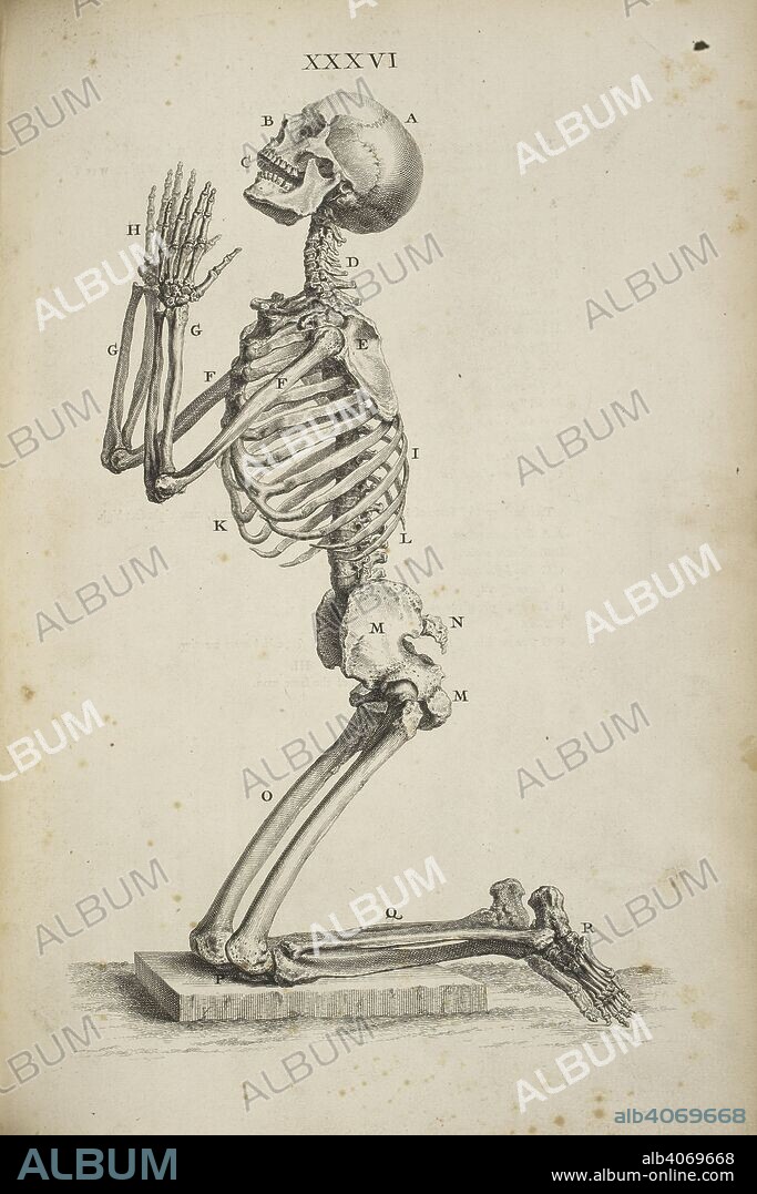 WILLIAM CHESELDEN. A human skeleton kneeling in the posture of prayer. Osteographia, or the Anatomy of the bones. London, 1733. Source: 458.g.1, plate XXXVI.