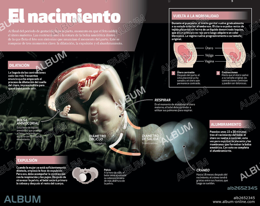 El Nacimiento. Infografía del nacimiento del bebé, que llega al final del período de gestación, momento en que el feto sale del útero materno.