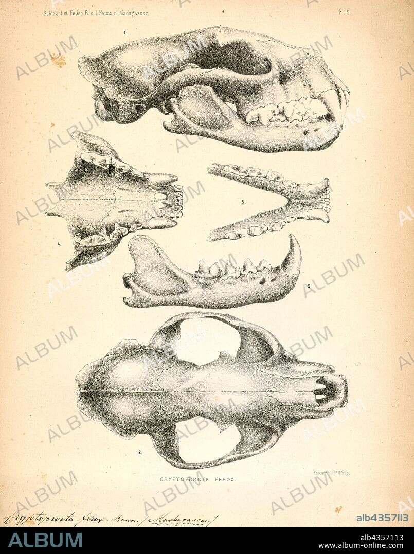 Cryptoprocta ferox, Print, The fossa is a cat-like, carnivorous mammal endemic to Madagascar. It is a member of the Eupleridae, a family of carnivorans closely related to the mongoose family (Herpestidae). Its classification has been controversial because its physical traits resemble those of cats, yet other traits suggest a close relationship with viverrids (most civets and their relatives). Its classification, along with that of the other Malagasy carnivores, influenced hypotheses about how many times mammalian carnivores have colonized Madagascar. With genetic studies demonstrating that the fossa and all other Malagasy carnivores are most closely related to each other (forming a clade, recognized as the family Eupleridae), carnivorans are now thought to have colonized the island once, around 18 to 20 million years ago., skull.