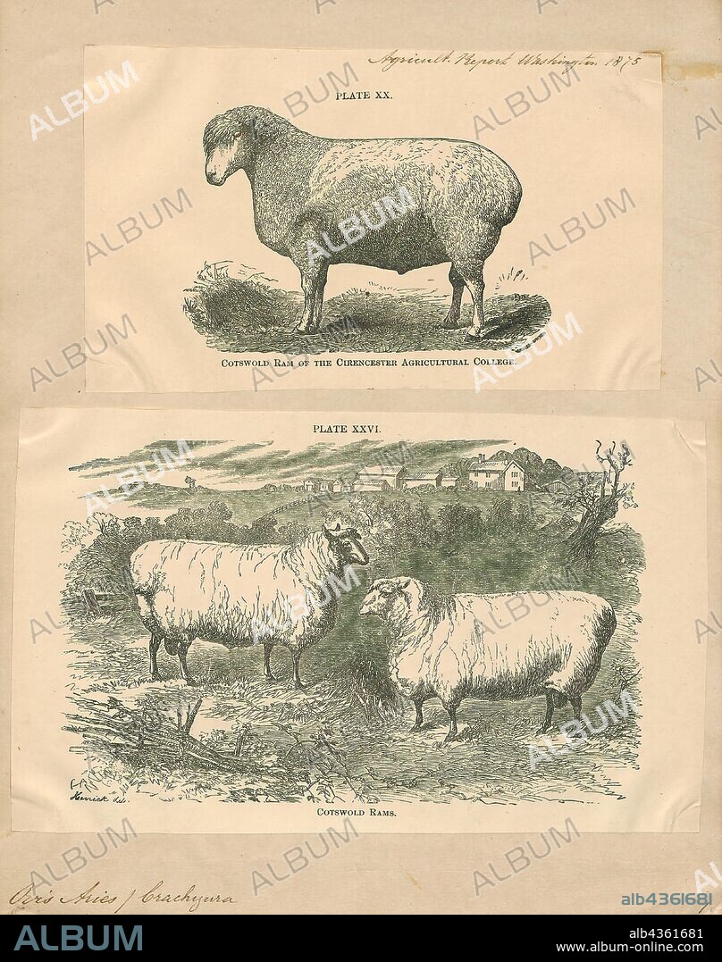 Ovis aries brachyura, Print, Ovis is a genus of mammals, part of the Caprinae subfamily of the ruminant family Bovidae. Its five or more highly sociable species are known as sheep. The domestic sheep is one member of the genus, and is thought to be descended from the wild mouflon of central and southwest Asia., 1700-1880.