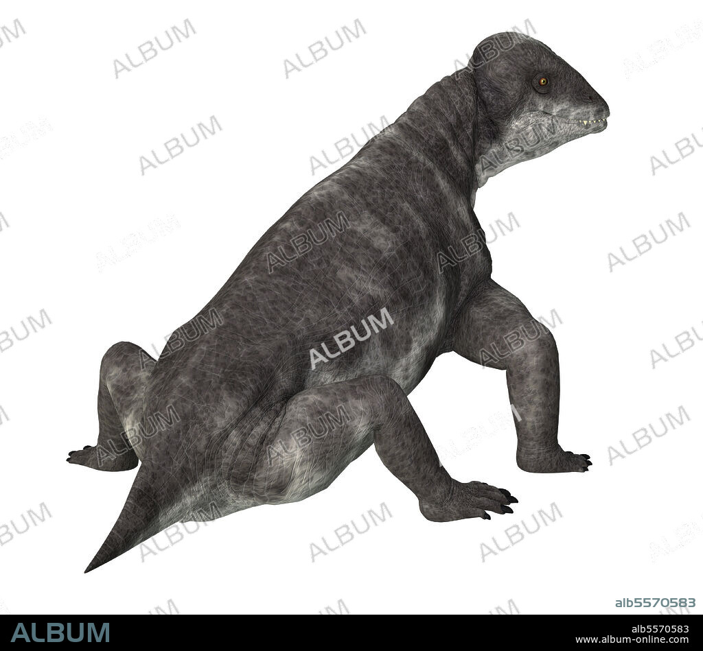 Criocephalosaurus dinosaur, rear view on white background. Criocephalosaurus was a therapsid dinosaur that lived during the Permian Period of South Africa.